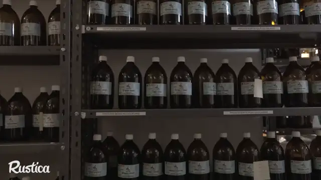 Les propriÃ©tÃ©s de l'angÃ©lique officinale