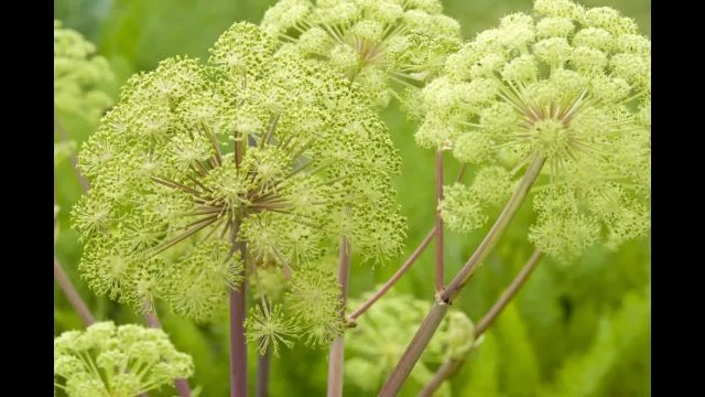 Les propriÃ©tÃ©s de l'angÃ©lique officinale